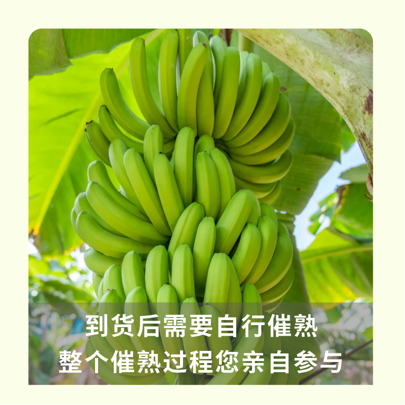 广西绿皮香蕉-香甜软糯 老少皆宜 自然熟 无催化-大果 五斤装