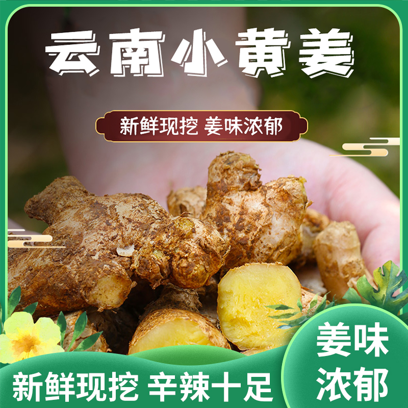 云南小黄姜-姜香浓郁 辛辣十足 高山种植 新鲜现挖 调味佳品-一箱5斤装