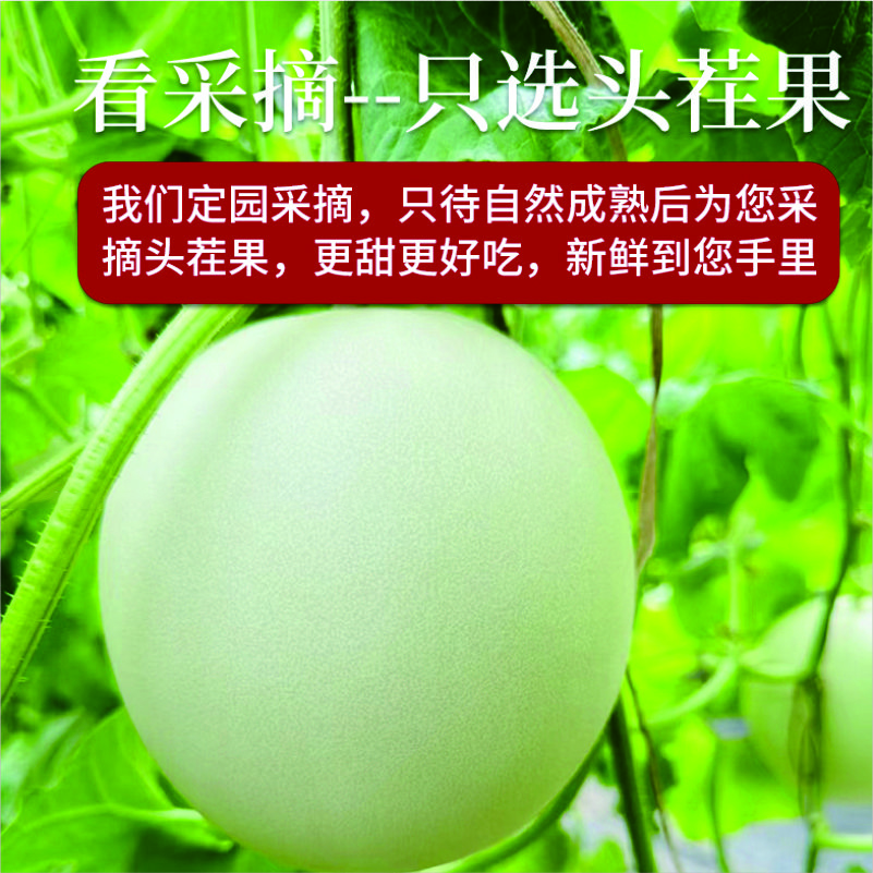 正宗山东 玉茹甜瓜丨皮薄肉多 绵柔清甜 一藤一瓜 头茬现摘 瓜中贵族丨5斤装/两大果 单果1100g+