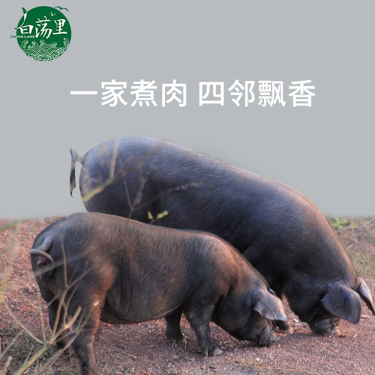 白荡里 散养黑猪前排|冷链包邮 新鲜直发肉质紧实 骨香肉嫩 鲜香馥郁顺丰京东直达