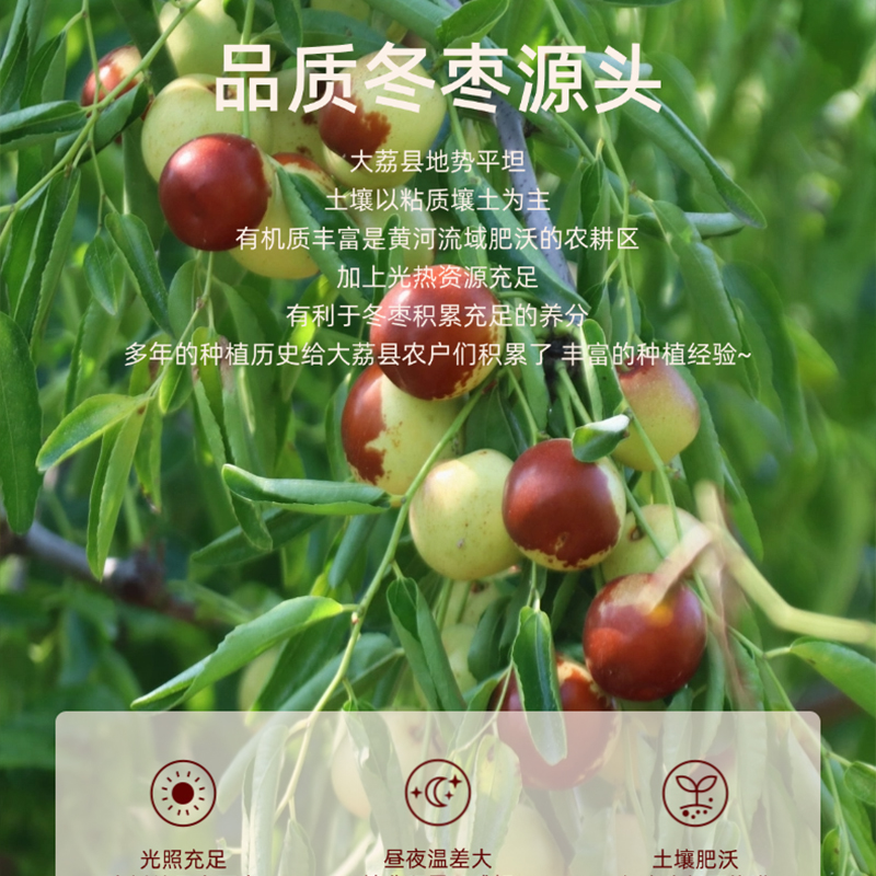 正宗大荔冬枣|脆甜爽口 多汁肉厚 个大核小 新鲜采摘|单果23克+2斤装大果