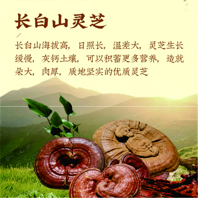 头道破壁灵芝孢子粉|灵芝精华 蓝帽认证 细腻速溶 挂壁孢油 更易吸收 强身健体|全新升级 高效典藏款