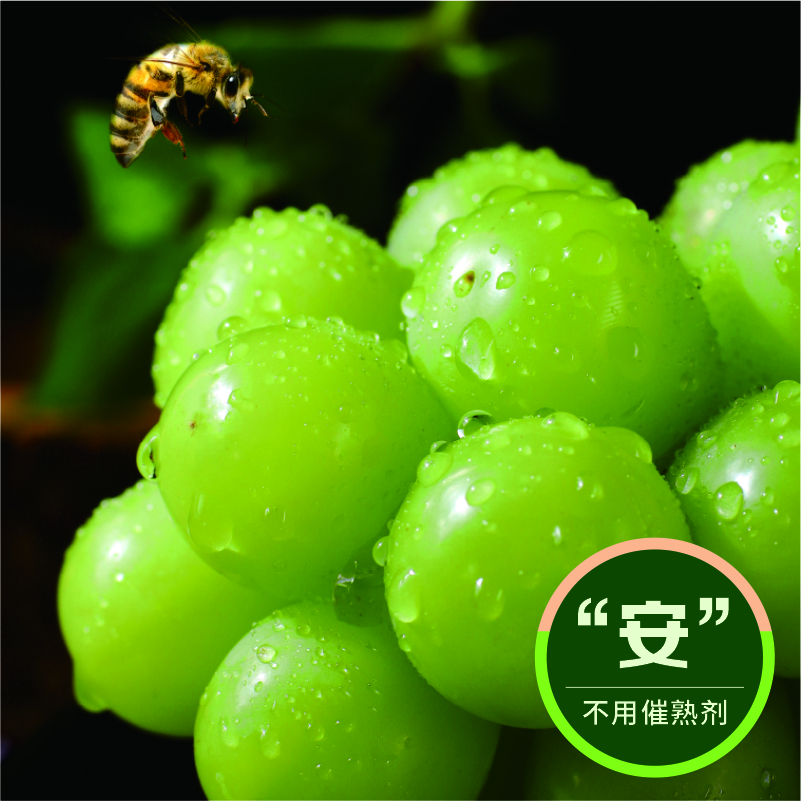 大凉山 阳光玫瑰葡萄清香脆甜 颗颗精选 挂树保鲜 现采现发 生鲜专送|黄金产区3斤装