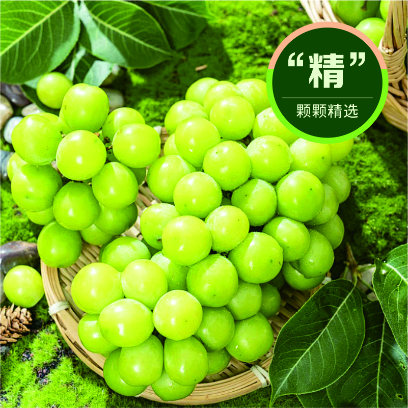 大凉山 阳光玫瑰葡萄清香脆甜 颗颗精选 挂树保鲜 现采现发 生鲜专送|黄金产区3斤装