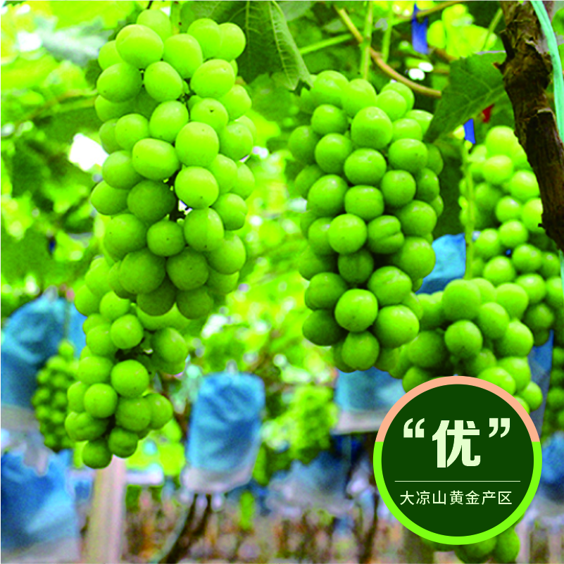 大凉山 阳光玫瑰葡萄清香脆甜 颗颗精选 挂树保鲜 现采现发 生鲜专送|黄金产区3斤装