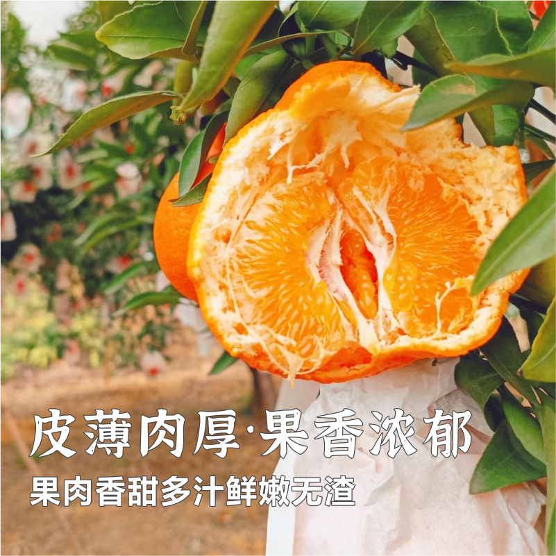 正宗春见粑粑柑|肉大饱满皮薄易剥软嫩甘甜果香浓新品郁新鲜采摘|自然催熟4.5-5斤/彩箱装