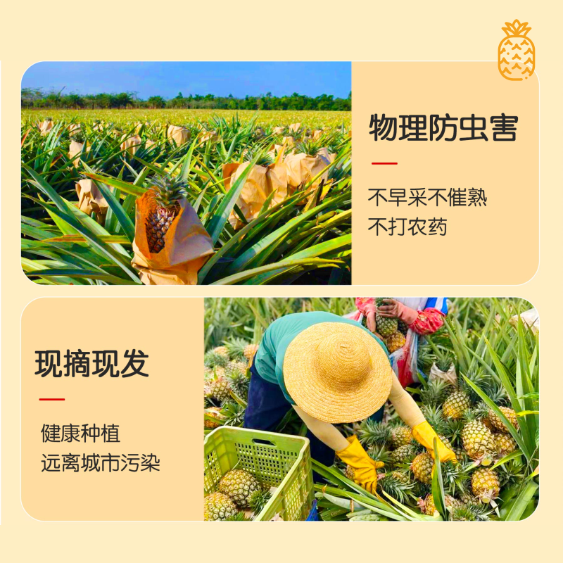 海南金钻17号凤梨|海南直发多肉多汁爆甜无酸营养新品丰富削皮即食|整箱4.5-5斤装2颗超大果