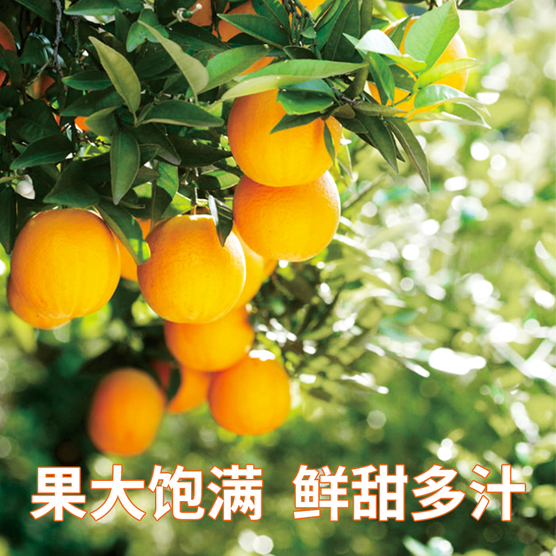 正宗赣南 脐橙|当季鲜橙 赣州直发清晨现摘 橙香汁多新品尊品大果|顺丰80-90mm彩箱5-10斤