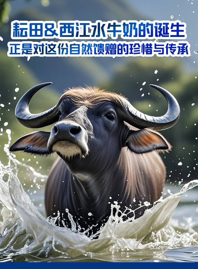 新品水牛纯牛奶|耘田生活西江乳业国营牧场臻选奶源香甜醇厚健康吸收|蛋白含量3.9g十瓶装/200ml