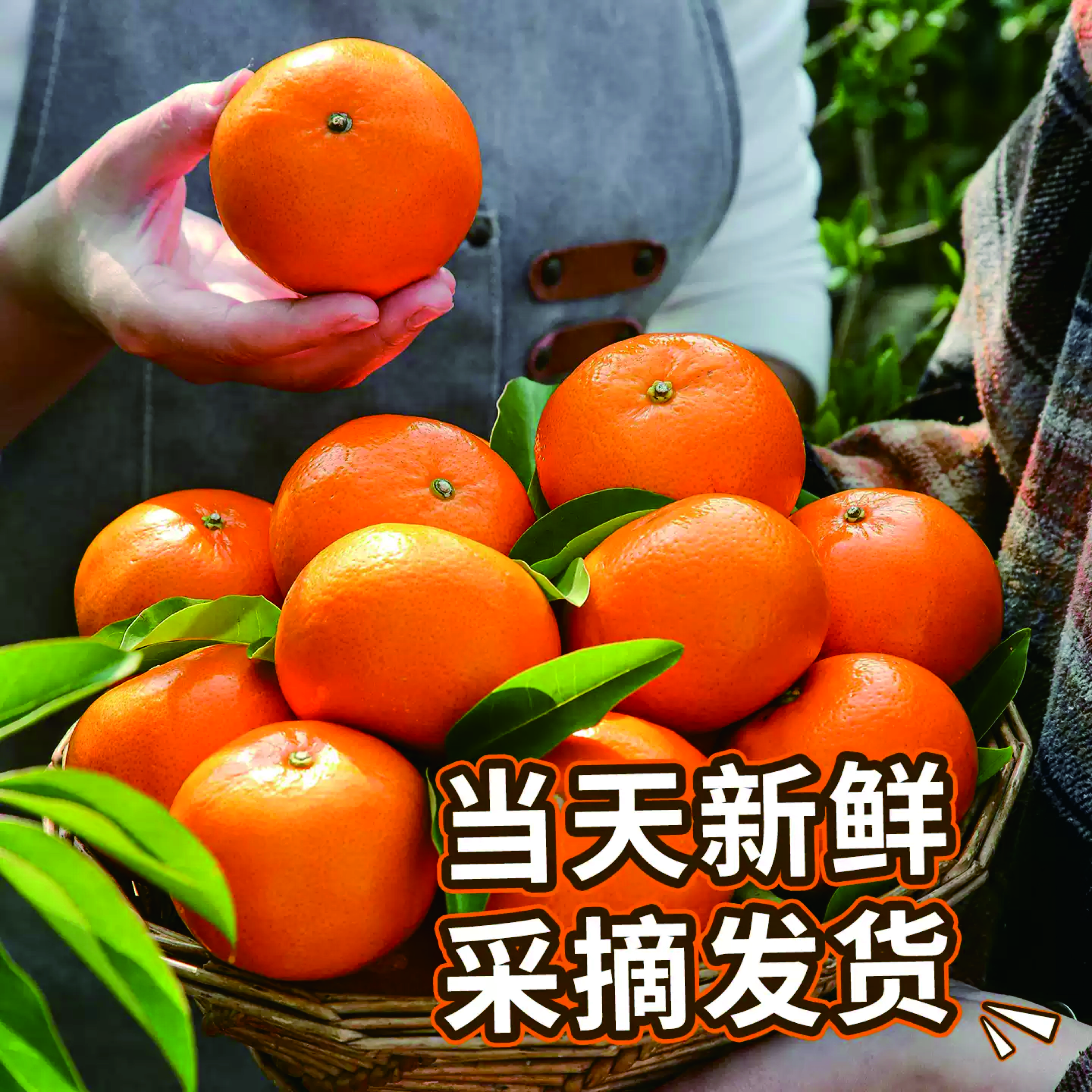 南宁沃柑|天然维C汁水丰富鲜果下树产地直采商超品质果肉浓郁营养丰富|单果160克+净重5斤装