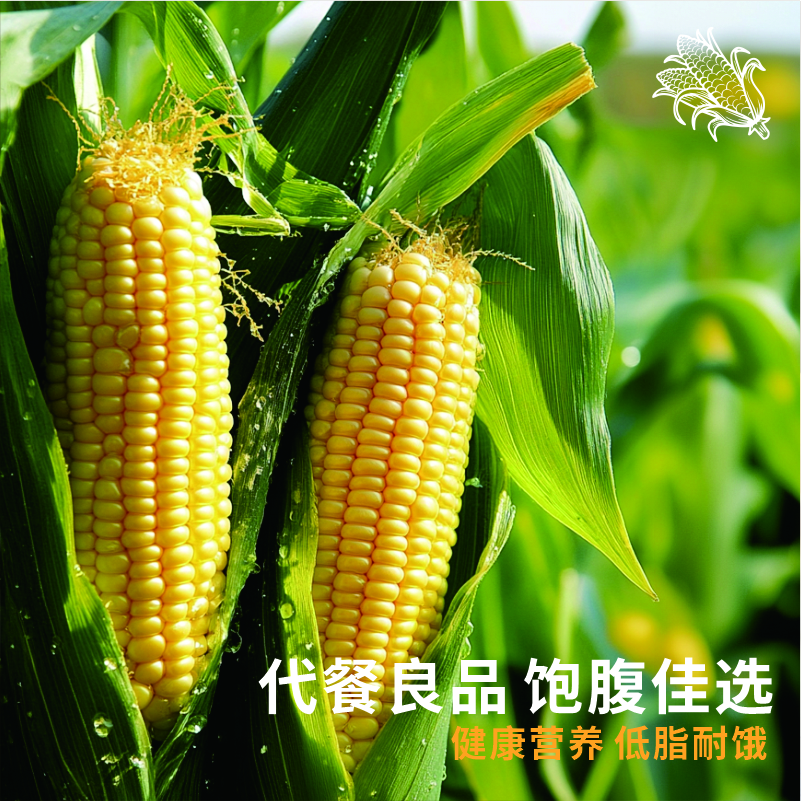 内蒙古甜糯玉米|膳食粗粮低脂饱腹有机种植真空保鲜ㄧ高叶酸十根装