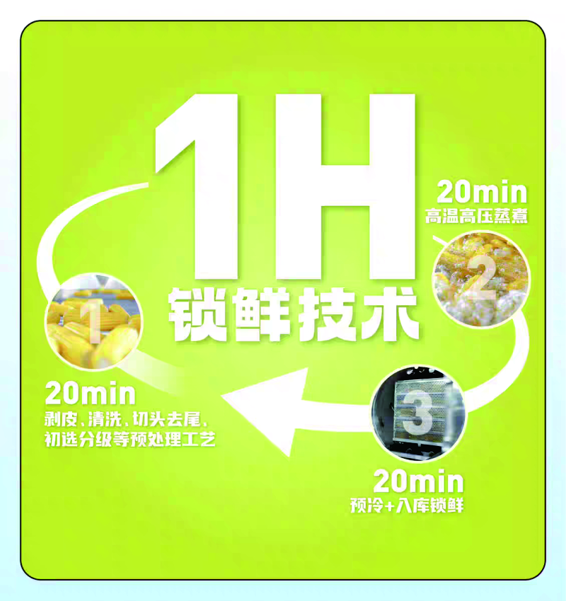 内蒙古甜糯玉米|膳食粗粮低脂饱腹有机种植真空保鲜ㄧ高叶酸十根装